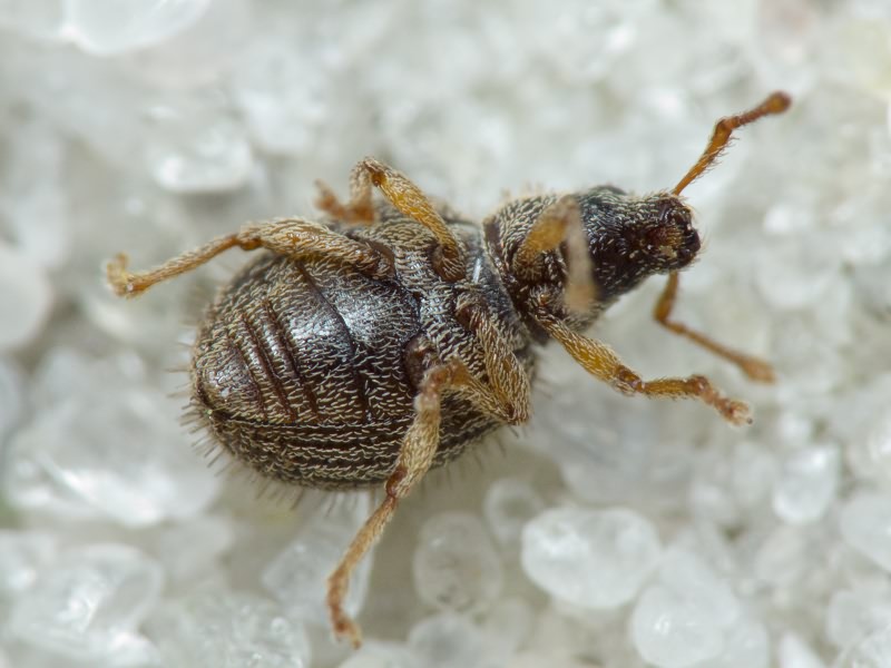 Brachysomus (Brachysomus) echinatus (Bonsdorff, 1785)
